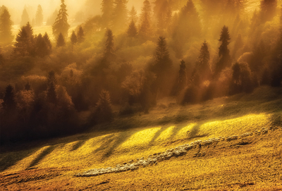 Grazing sheep