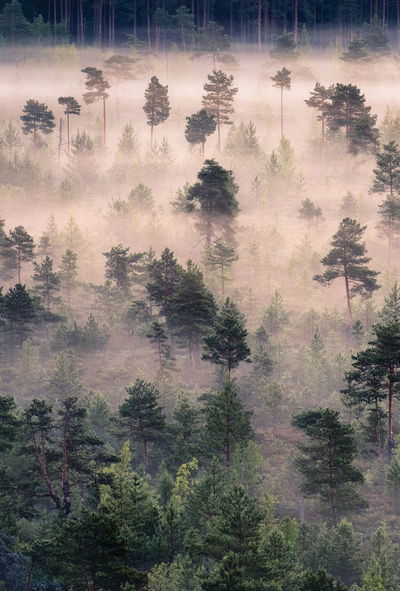 Misty forest
