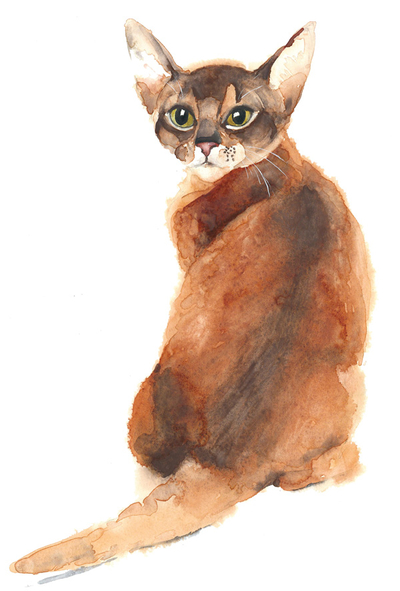 Abyssinian cat - watercolor