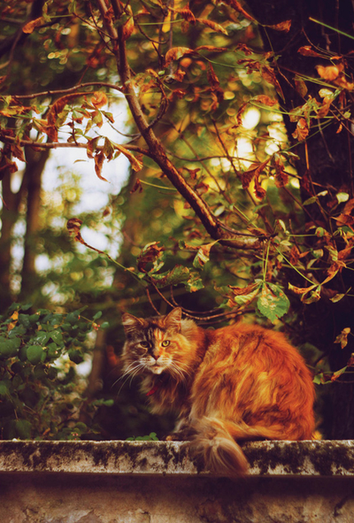Agata Dobrzańska - Autumn