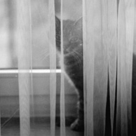 Agata Dobrzańska - Cat behind the curtain