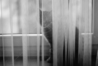 Agata Dobrzańska - Cat behind the curtain