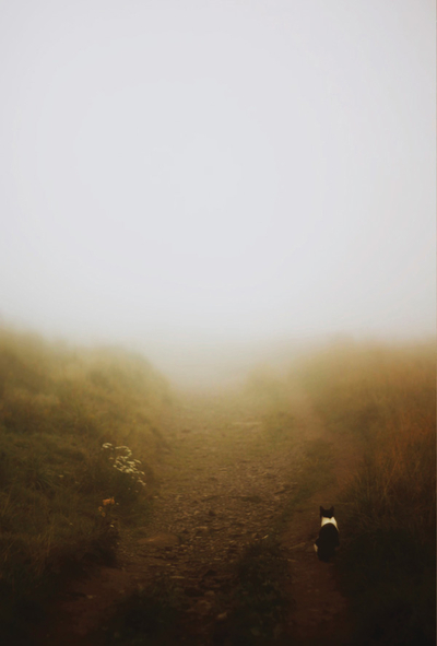 Agata Dobrzańska - Fog