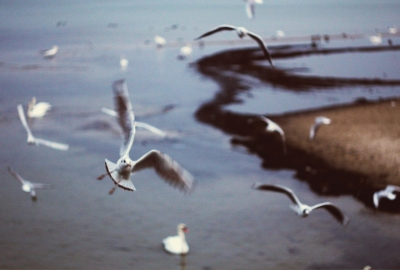 Agata Dobrzańska - Seagull