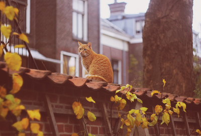 Agata Dobrzańska - Ginger cat