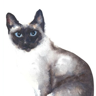 Siamese cat - watercolor