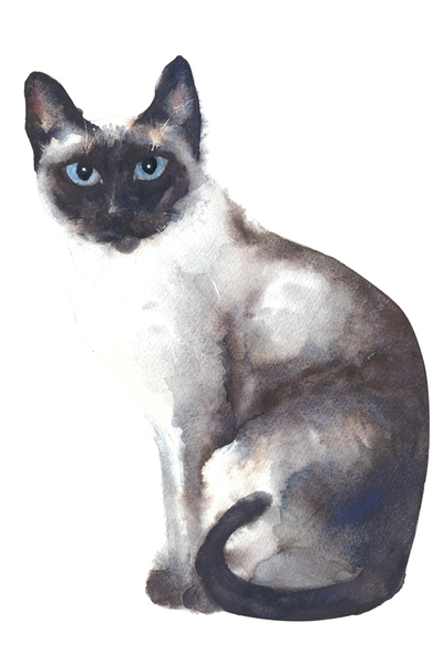 Siamese cat - watercolor