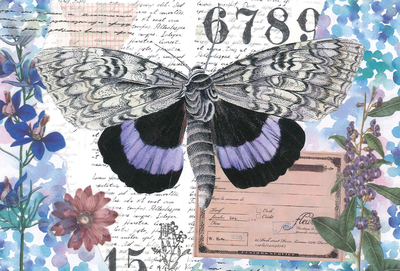 Marika Wieczorek - Violet butterfly