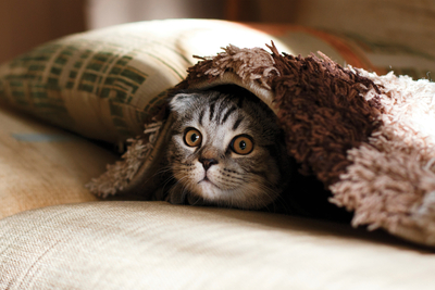 Cat Peekaboo