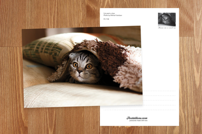 Cat Peekaboo