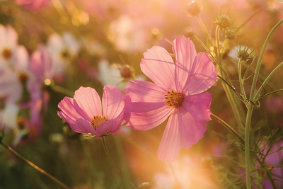 Cosmos Flowers