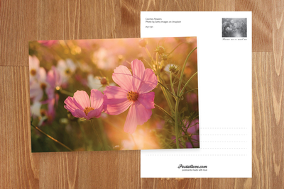 Cosmos Flowers