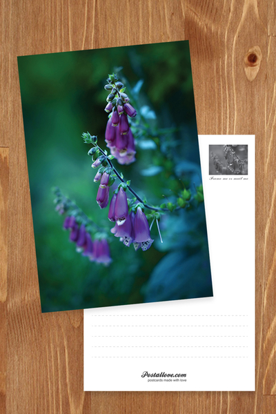 Foxglove