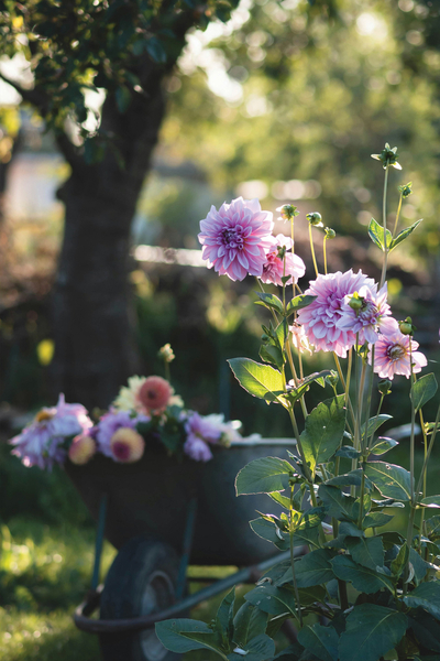 Garden of Dahlias