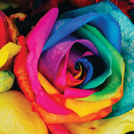 Bookmark - Colorful roses