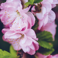 Bookmark - Pink Flowers