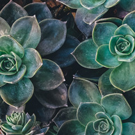 Bookmark - Succulents