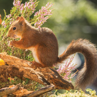 Bookmark - Squirrels