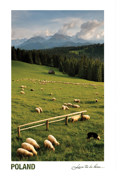 Poland - Love to be here... - Sheep