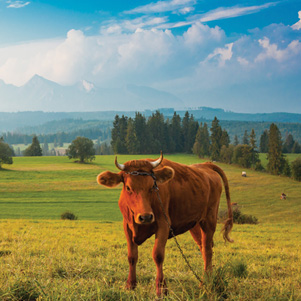 Poland - Love to be here... - Landscape with a cow, Pieniny Mountains