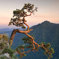 Poland - Love to be here... - Pieniny, Pine