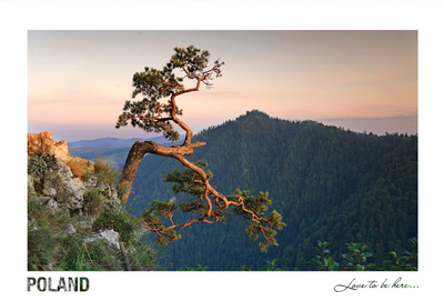 Poland - Love to be here... - Pieniny, Pine