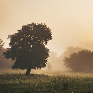 Poland - Love to be here... - Podlasie in autumn - lonely tree