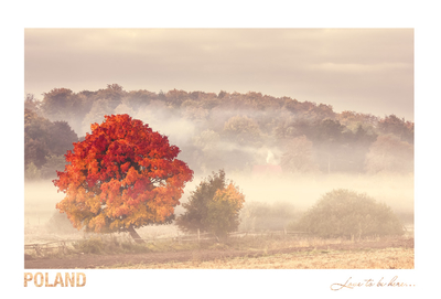  Poland - Love to be here... - Pomeranian - Autumn Tree
