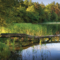 Poland - Love to be here... - Blown down tree in the water, Masuria