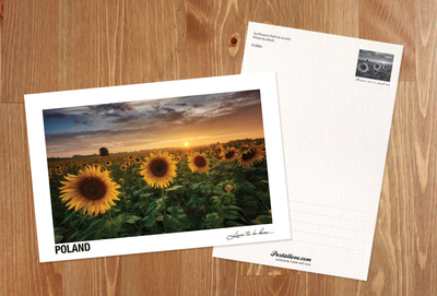  Poland - Love to be here... - Sunflowers field at sunset