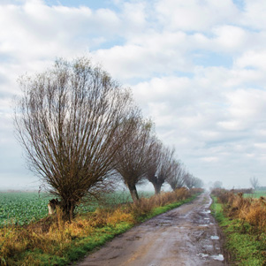 Poland - Love to be here... - Spring willows