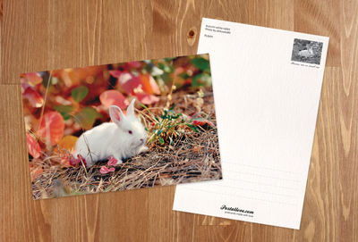 Autumn white bunny