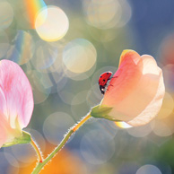 Ladybug and peas