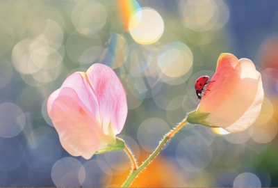 Ladybug and peas