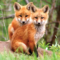 Two little foxes