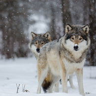 Two wolves