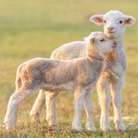 Two lambs