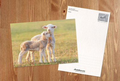 Two lambs