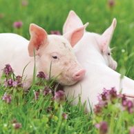 Two piglets