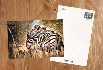Two zebras