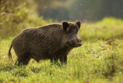 Wild boar