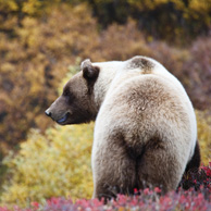 Grizzly bear