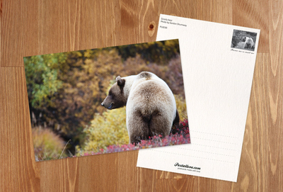 Grizzly bear