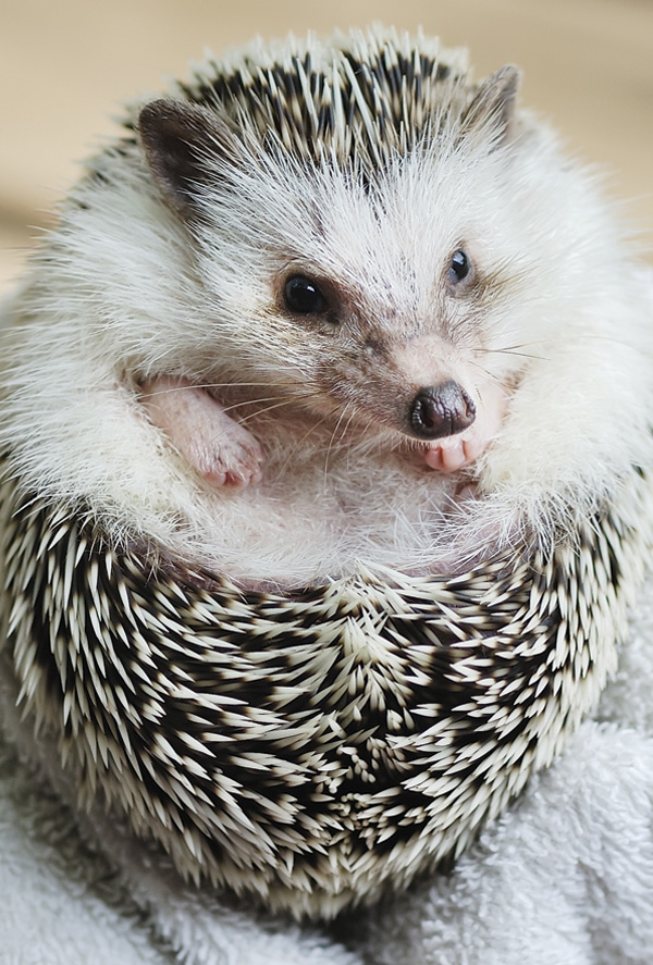 an african pygmy hedgehog