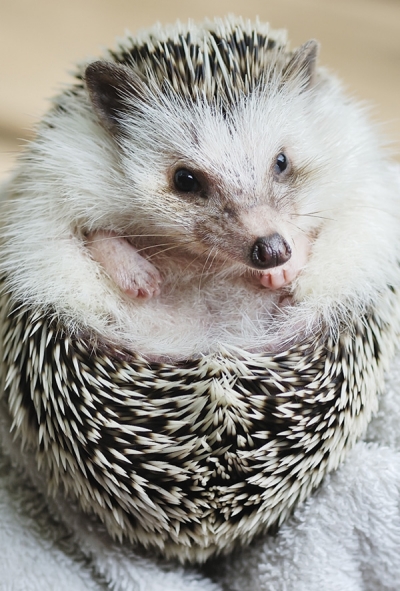 An African Pygmy Hedgehog