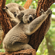 Koalas