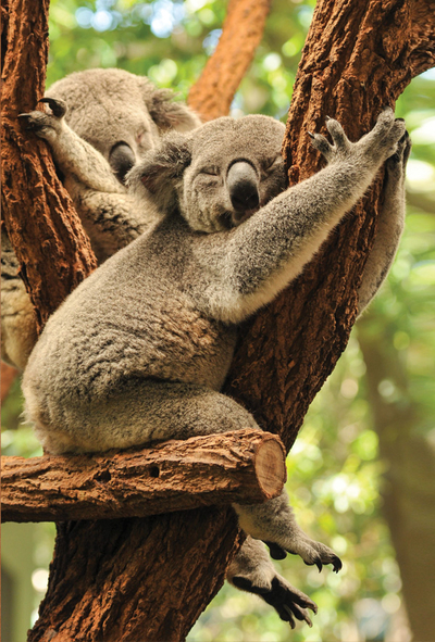 Koalas