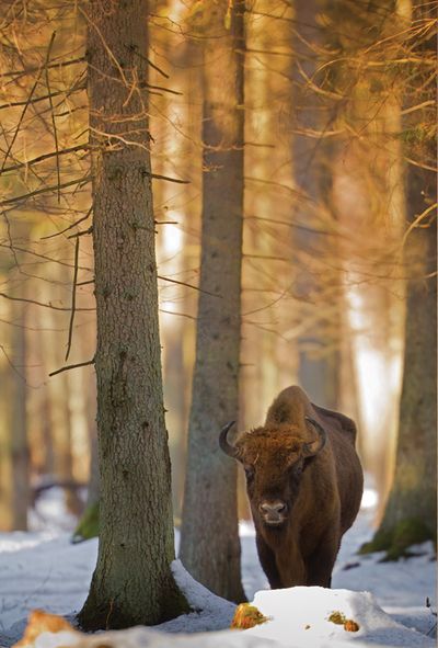 European bison