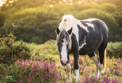 Wild pony horse on the moor