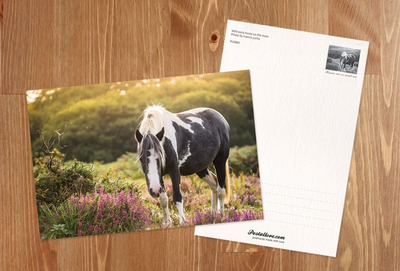 Wild pony horse on the moor